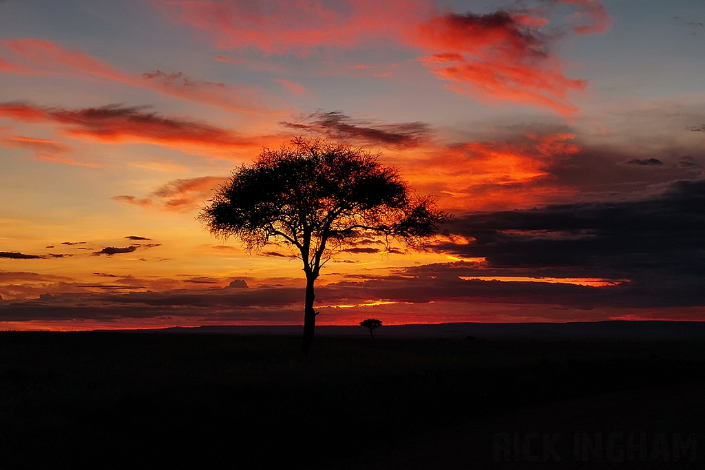 Acacia Tree Sunset
