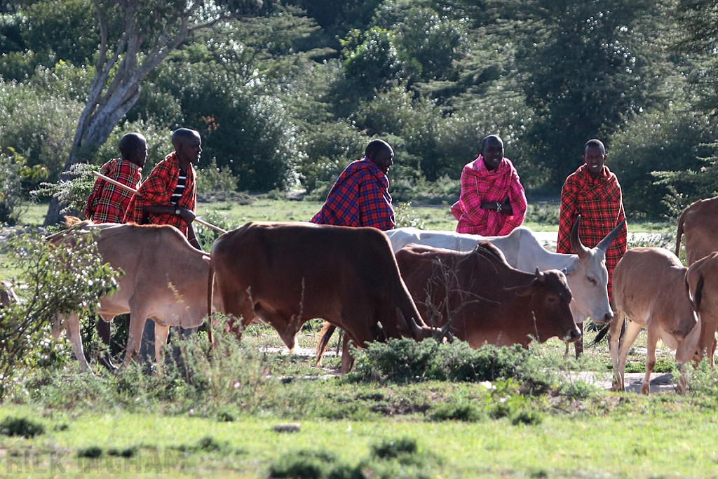 Masai