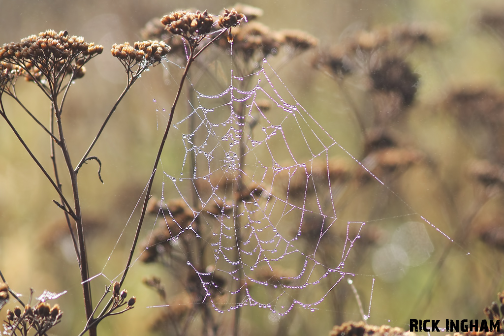 Cobweb