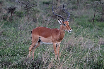 Impala | Male