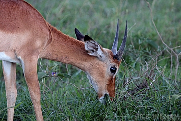 Impala | Young Male