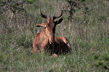 Hartebeest