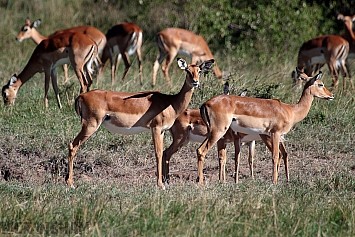 Impala | Female