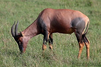 Topi