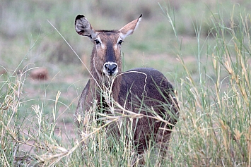 Female Waterbuck