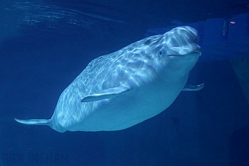 Beluga Whale