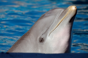 Bottlenose Dolphin