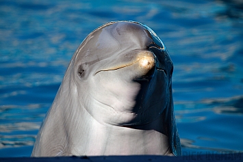 Bottlenose Dolphin