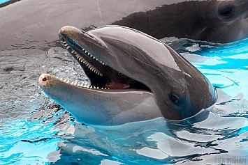 Bottlenose Dolphin