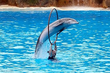 Bottlenose Dolphin