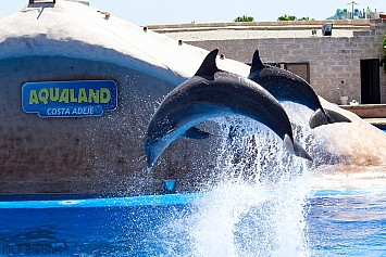 Bottlenose Dolphin