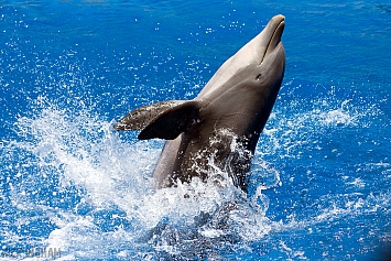 Bottlenose Dolphin