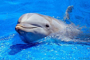 Bottlenose Dolphin