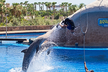 Bottlenose Dolphin