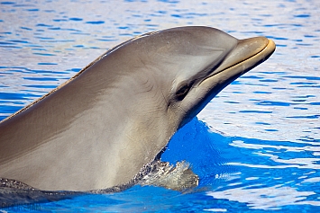 Bottlenose Dolphin