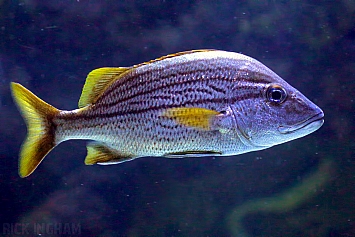 Bluestriped Grunt