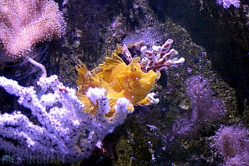 Frogfish