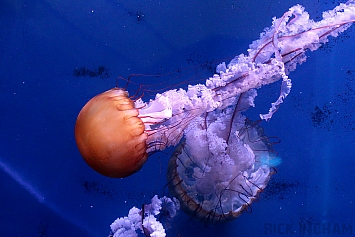 Pacific Sea Nettle Jellyfish