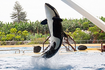 Orca