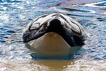 Orca