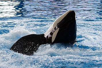 Orca