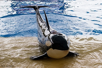 Orca