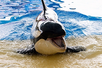 Orca