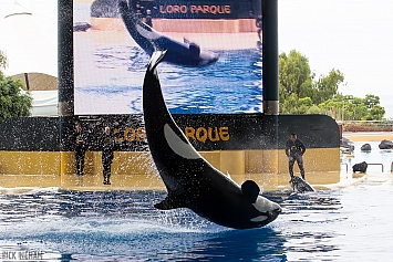 Orca