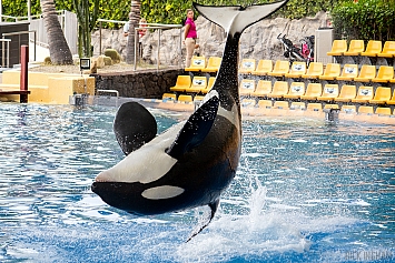 Orca