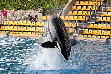 Orca