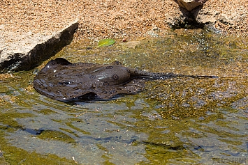 Ocellate River Stingray