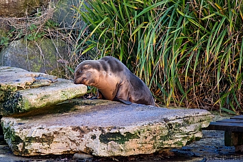 Sea Lion