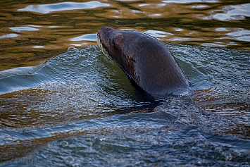 Sea Lion