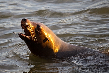 Sea Lion