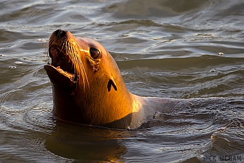 Sea Lion