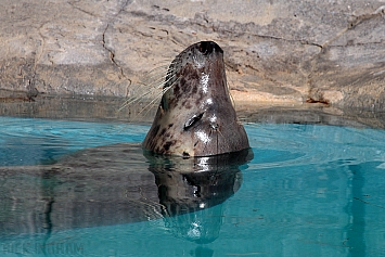 Grey Seal