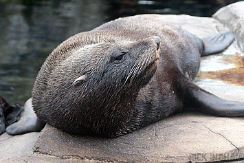 South American Fur Seal