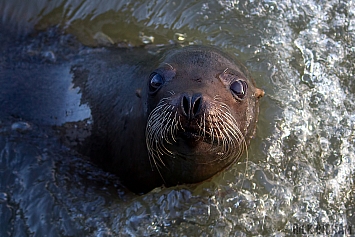 Sea Lion