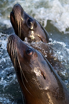 Sea Lion