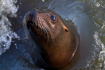 Sea Lion