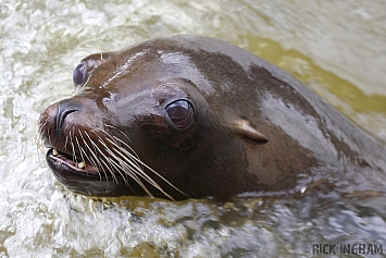 Sea Lion