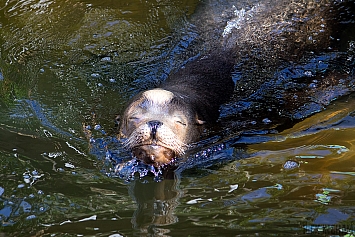 Sea Lion