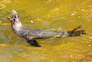 Sea Lion