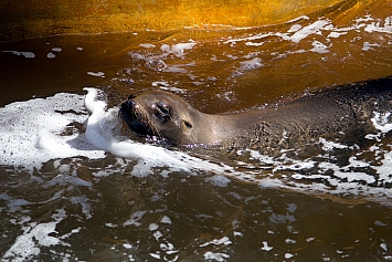 Sea Lion