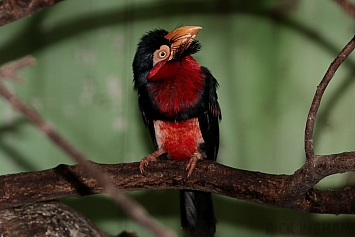 Barbet