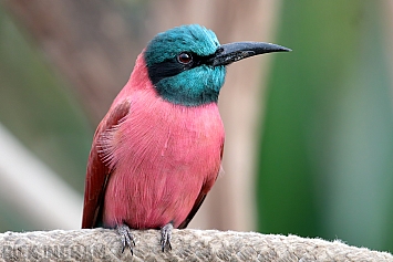 Bee-Eater