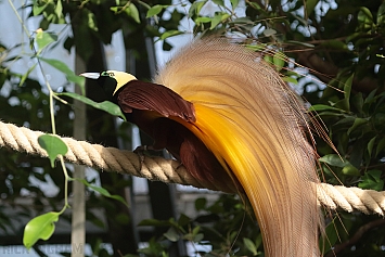 Bird-of-Paradise