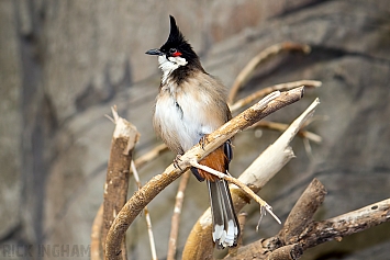 Bulbuls