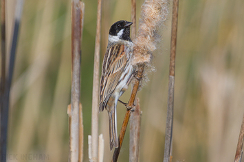 Reed Bunting | Male