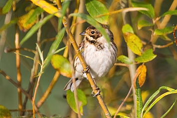 Reed Bunting | Female